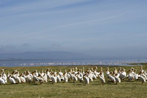 Pelicans Prints: Lake Nakuru National Park, Kenya, East Africa, Africa