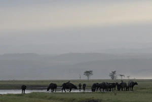 Lake Nakuru National Park, Kenya, East Africa, Africa