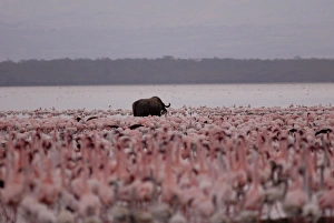 Lake Nakuru National Park, Kenya, East Africa, Africa