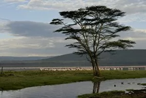 Images Dated 23rd November 2007: Lake Nakuru National Park, Kenya, East Africa, Africa