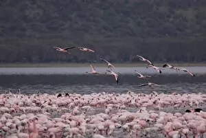 Images Dated 23rd November 2007: Lake Nakuru National Park, Kenya, East Africa, Africa