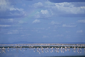 Rift Valley Prints: Lake Natron, Eastern Rift Valley, Tanzania, East Africa, Africa