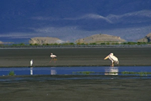 Lake Natron, large soda lake, Eastern Rift Valley, Tanzania, East Africa, Africa