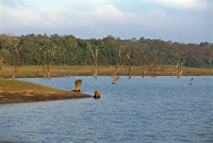 Periyar Prints: Lake Periyar