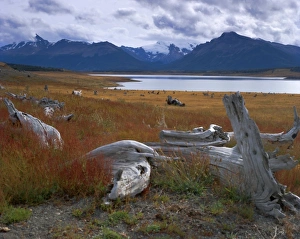 Drift Wood Prints: Lake Roca, Calafate Roca National Reserve, Patagonia, Argentina, South America