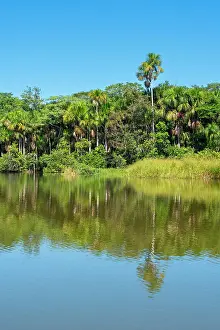 Clear Skies Prints: Lake Sandoval and Aguaje palms