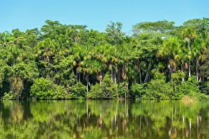 Outdoor Exploration Prints: Lake Sandoval and Aguaje palms