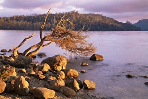 Cradle Mountain Prints: Lake St. Clair, Cradle Mountain-Lake St. Clair National Park, Tasmania