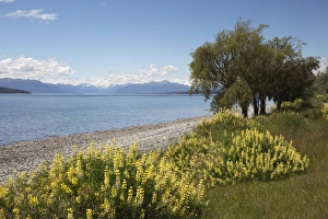 Southland Prints: Lake Te Anau, Te Anau, Southland, South Island, New Zealand, Pacific