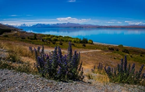 Lupin Prints: Lake Tekapo looking across to Ben Ohau, South Island, New Zealand, Pacific