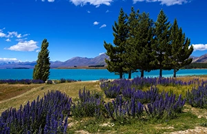 Canterbury Prints: Lake Tekapo, Mackenzie Country, Canterbury, South Island, New Zealand, Pacific