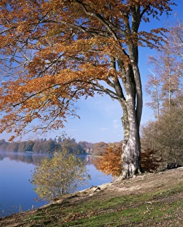 Berkshire Prints: Lake, Virginia Water, Windsor Great Park, Berkshire, England, United Kingdom, Europe