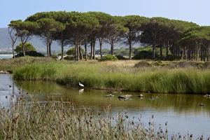 Pinaceae Prints: Lake with water plants and bird, sea and beach in the background, Costa degli Oleandri