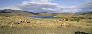 Llama Prints: Lakes and llamas, Torres del Paine National Park, Patagonia, Chile, South America