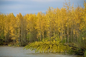 Birch Prints: Lakeside birch trees in autumn, Ogilvie Mountains, Yukon, Canada, North America