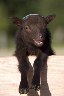 Lamb Prints: Lamb, Lage