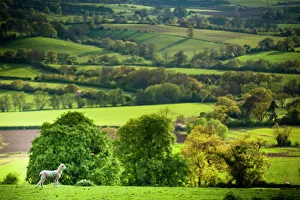 Spring Prints: Lamb in spring, Winchcombe, The Cotswolds