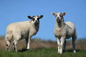 Sheep Collection: Lambs, Cumbria, England, United Kingdom, Europe