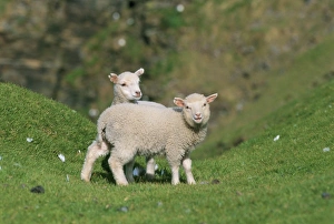 June Prints: Two lambs in June