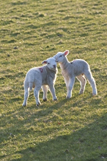 Ovis Aries Prints: Lambs play in a field, Powys, Wales, United Kingdom, Europe
