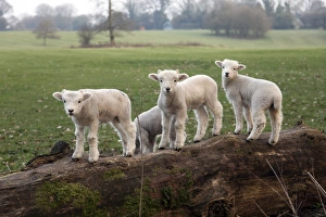 Baby Animals Prints: Lambs playing on a log in Stourhead parkland, South Somerset, Somerset