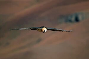 One Bird Collection: Lammergeier (bearded vulture) (Gypaetus barbatus) in flight