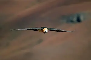 Vulture Prints: Lammergeier (bearded vulture) (Gypaetus barbatus) in flight