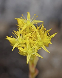 Glacier National Park Gallery: Lance-leaved stonecrop (lanceleaved stonecrop), Glacier National Park, Montana