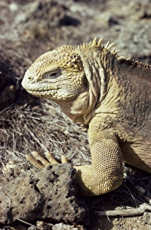 Ecuadorian Prints: Land iguana