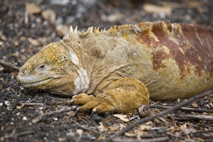 Ecuadorian Prints: Land iguana, Isabela Island, Galapagos, Ecuador, South America