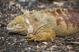Images Dated 19th January 2009: Land iguana, Isabela Island, Galapagos, Ecuador, South America
