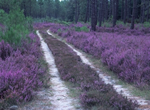Landes Prints: Landes forest, Aquitaine, France, Europe