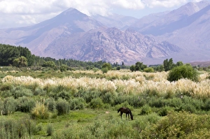 Horses Prints: Landscape in the Andes, Argentina, South America