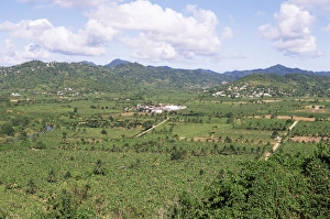 Saint Lucia Prints: Landscape with banana plantations, St
