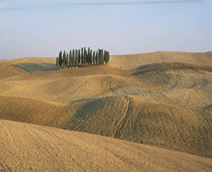 Cypresses Prints: Landscape of bare fields and cypress trees in Tuscany