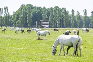 Farms Prints: Landscape for Breeding and Training of Ceremonial Carriage Horses at Kladruby nad Labem