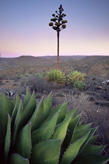 Baja Prints: Landscape and century plant