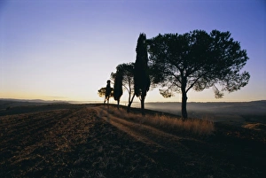 Cypress Tree Prints: Landscape with cypress trees and parasol pines