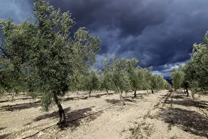 Grove Prints: Landscape of dramatic storm clouds over olive trees