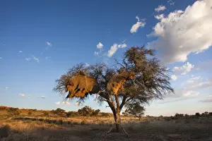 Northern Cape Prints: Landscape at dusk, with thorn tree