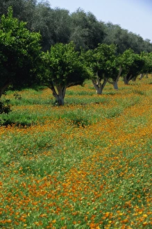 Marigold Prints: Landscape on the Fes to Marrakesh Route