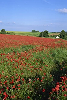 Poppies Prints: Landscape of a field of red poppies in flower in summer, near Beauvais