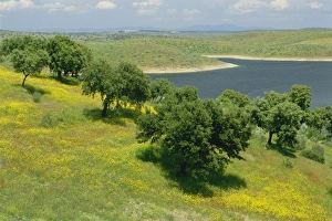 Guadalupe Prints: Landscape of fields