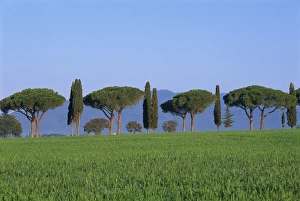 Cypresses Prints: Landscape of green field