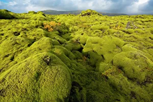 Dramatic Landscape Gallery: Landscape of lava covered in moss, South Iceland, Polar Regions