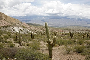 Salta Province Prints: Landscape in Los Cardones National Park, Salta Province, Argentina, South America