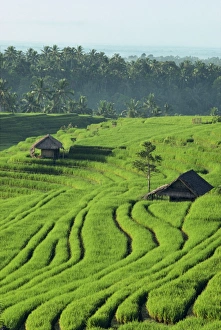 Terrace Prints: Landscape of lush green rice terraces on Bali