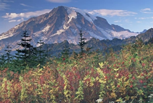 Landscape, Mount Rainier National Park