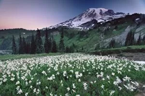 Wilderness Gallery: Landscape, Mount Rainier National Park