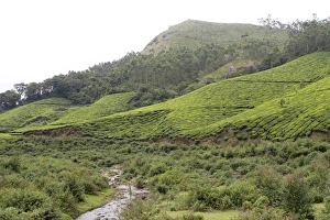 Images Dated 9th July 2008: Landscape, Munnar, Kerala, India, Asia